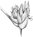 Involucral Bract - Cyperaceae